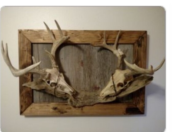 European skull mount on custom wood display