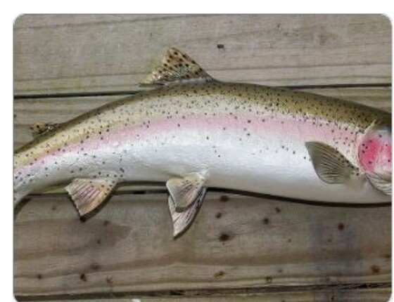 Freshwater fish mount